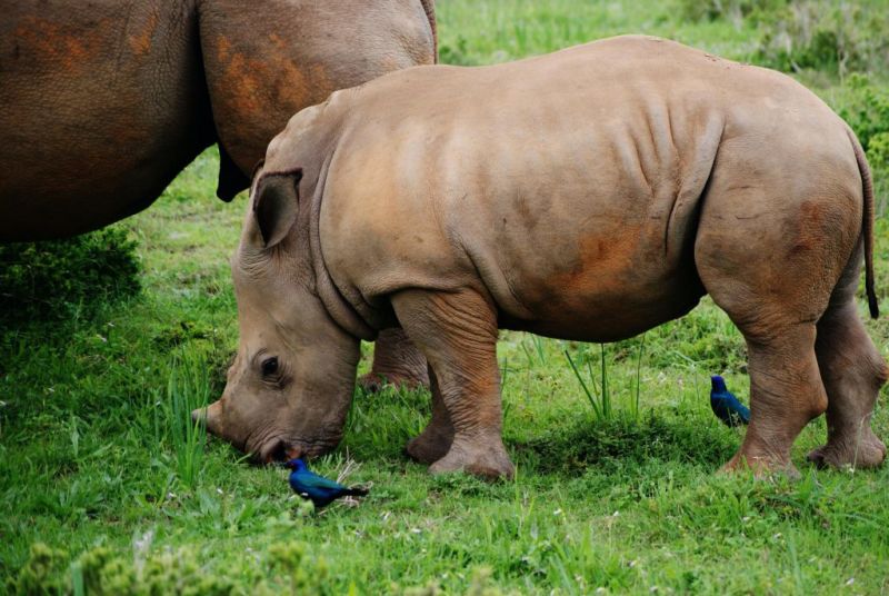 young white rhino and blue birds