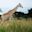Uganda safari giraffes