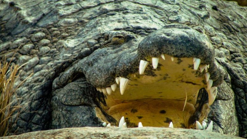 Open mouth of crocodile