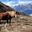 Horse Annapurna Circuit trek Nepal