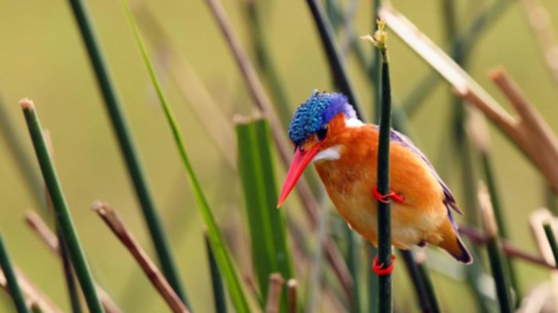 A malachite kingfisher in the reeds