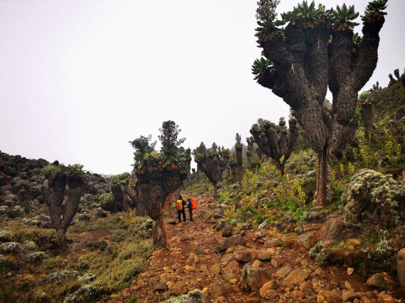 Giant groundsels Kilimanjaro