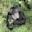 Mgahinga gorilla eating