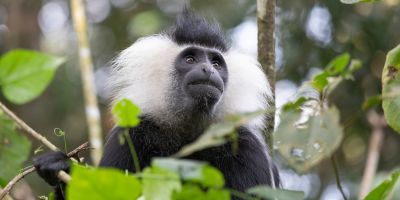 Ours. S. Colobus monkey in Rwanda