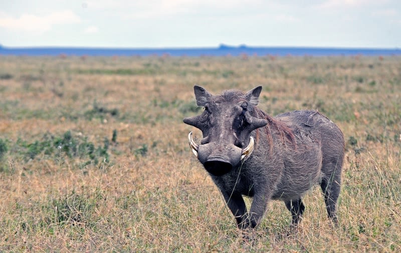 warthog-in-tanzania-national-park.jpg