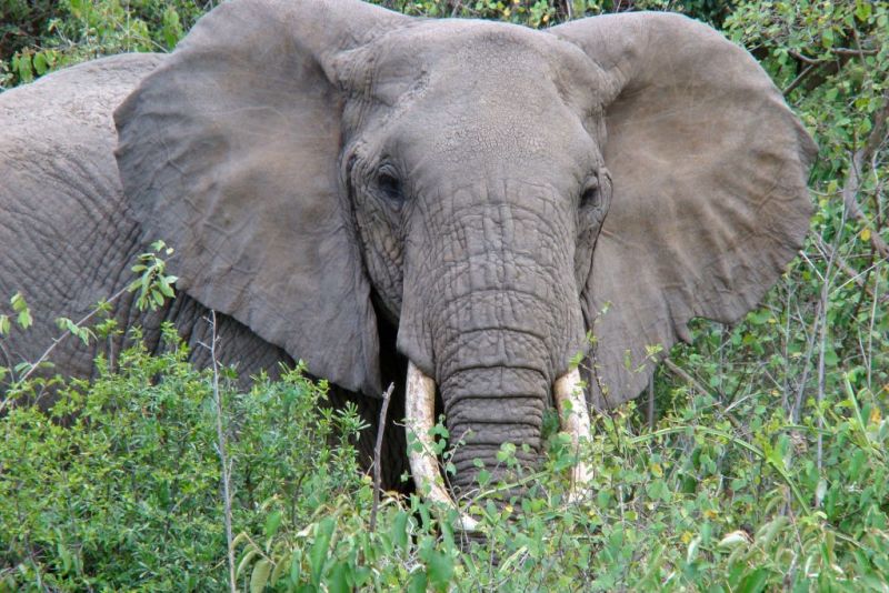 elephant in bush at Lake Manyara