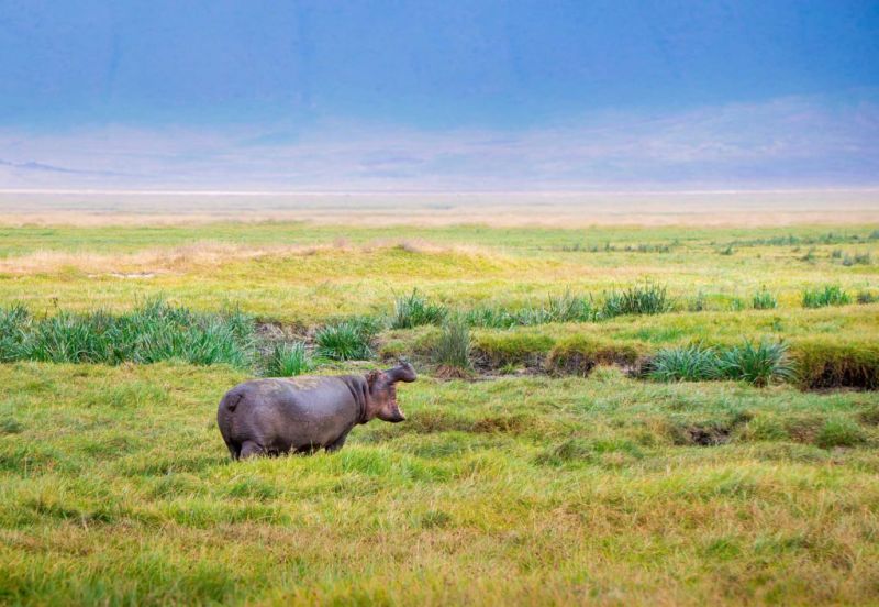 hippo Ngorongoro Crater, Top 10 attractions in Tanzania