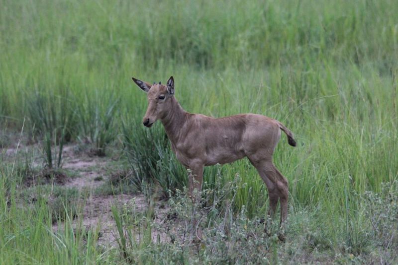 Jackson's hartebeest