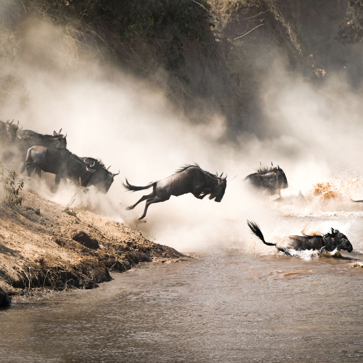 Wildebeests of Great Migration crossing river