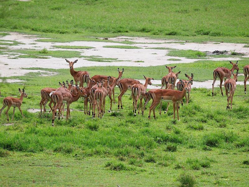 impalas, why we love Lake Manyara National Park