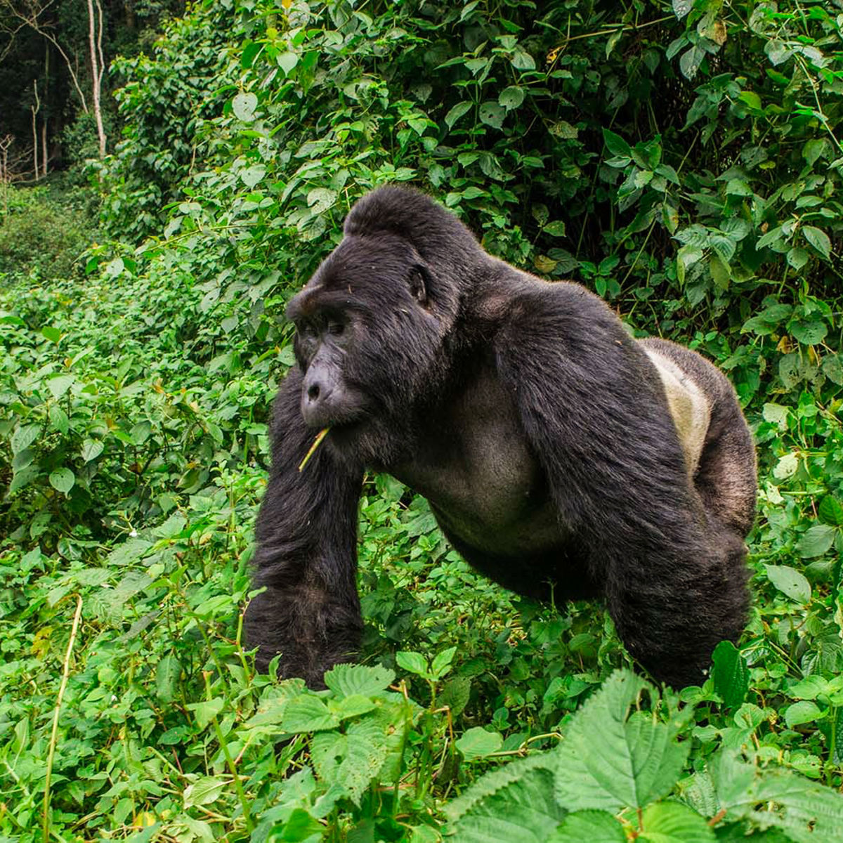 Gorilla trekking in Uganda Mgahinga National Park
