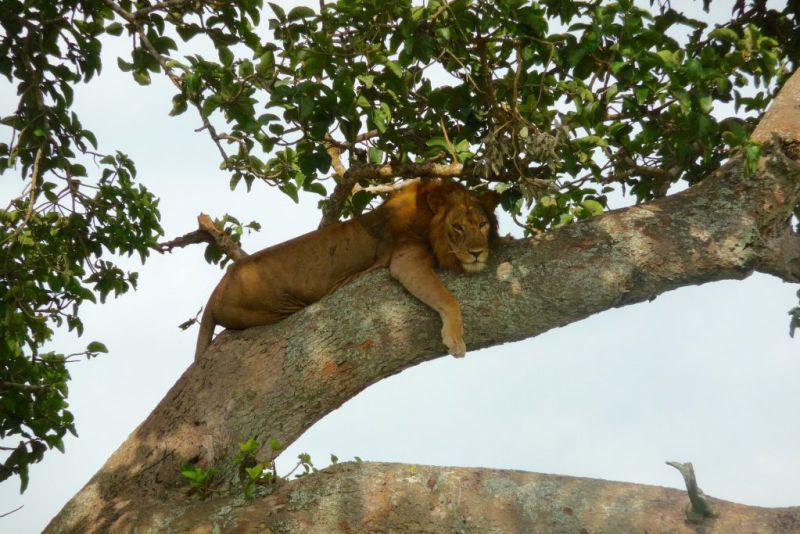 lion in tree in Uganda, Best time to visit Uganda