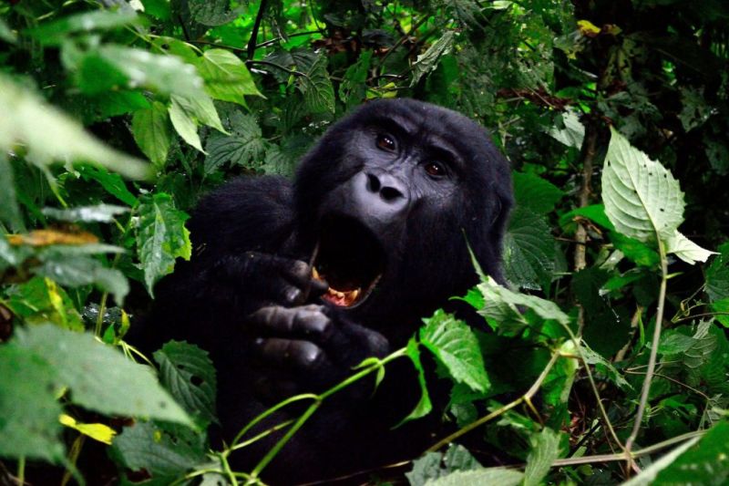 Close up of a mountain gorilla yawning in Bwindi Forest, Uganda