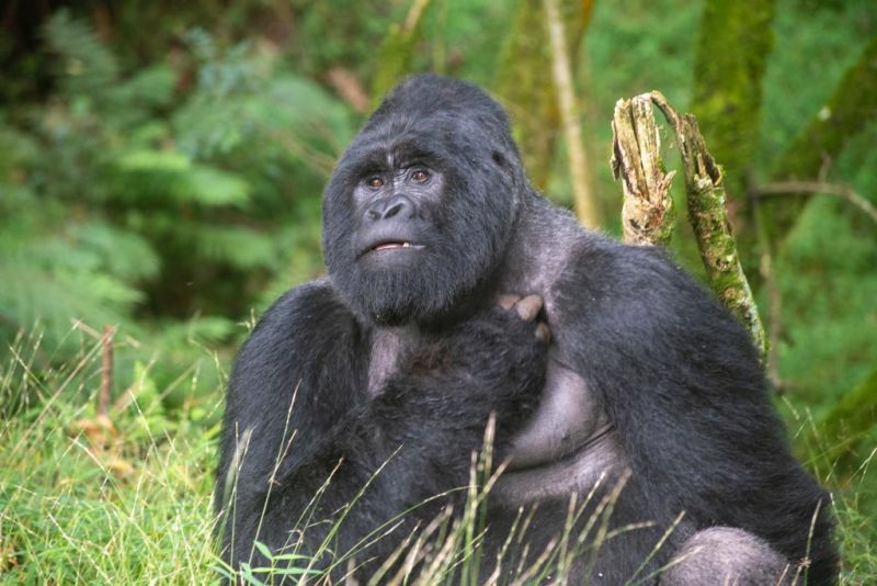 A grown mountain gorilla scratching its shoulder
