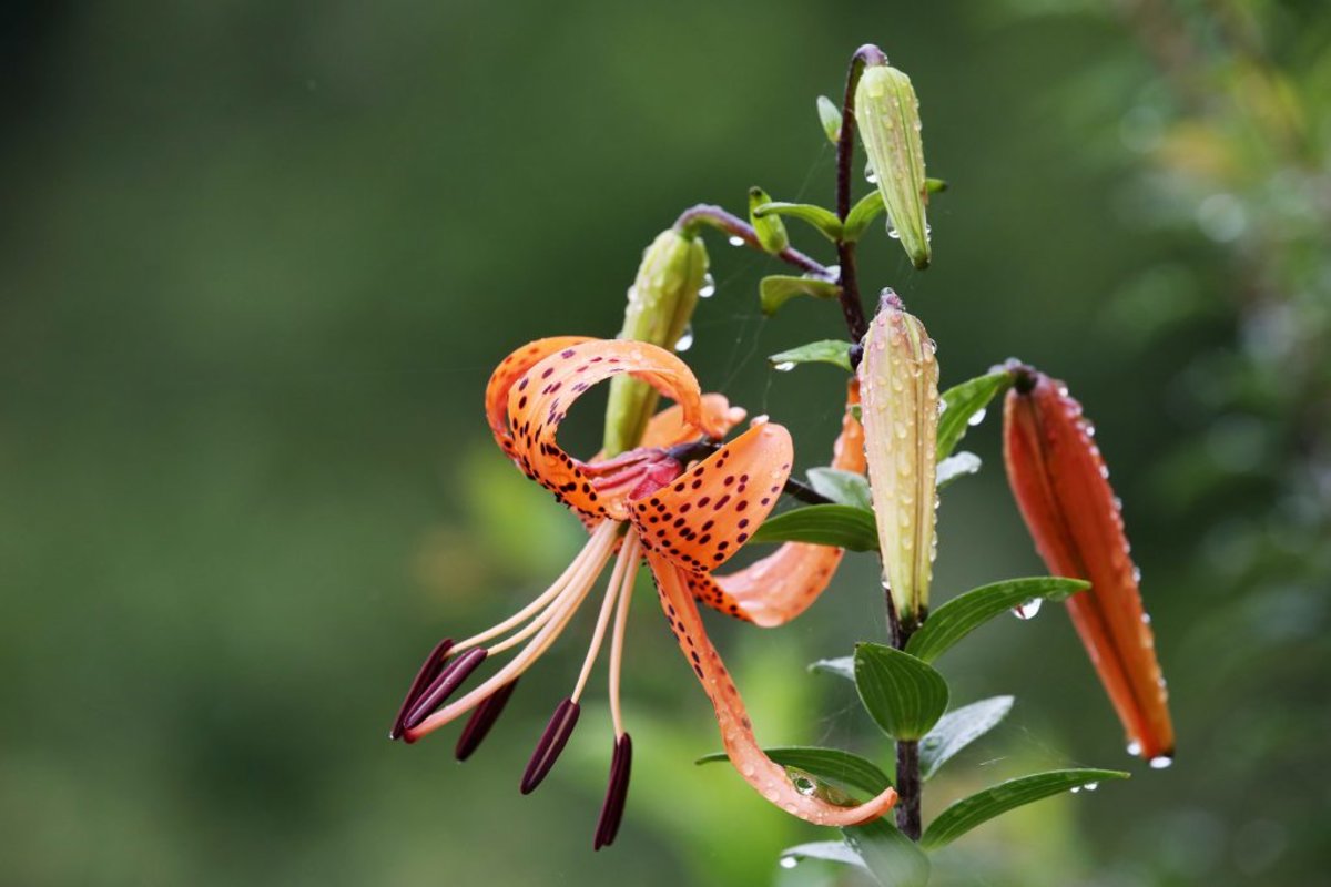 Tiger lily, Bhutan travel guide
