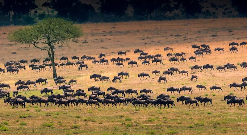 Wildebeests herd