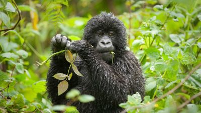 Gorillas seen while gorilla trekking in Uganda