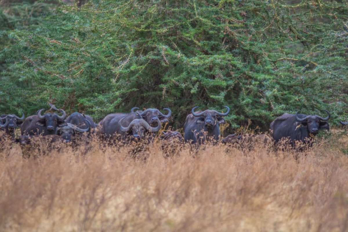 Buffaloes in Ngorongoro crater - 2020 adventure trip idea