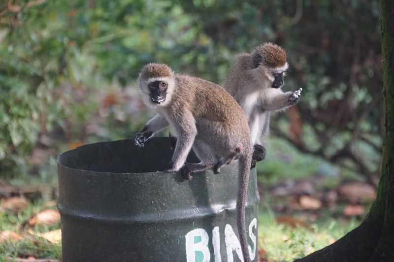 vervet monkeys eating out of a bin
