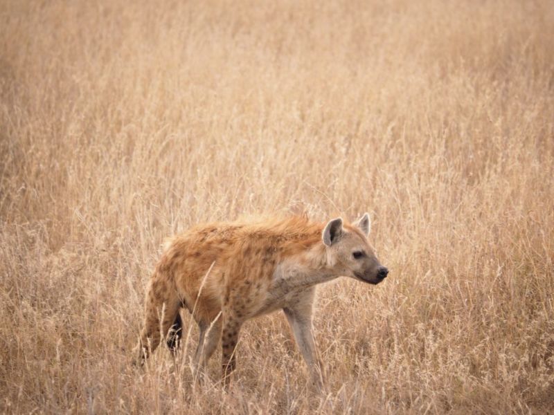 Hyena Serengeti National Park