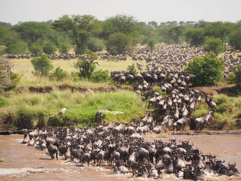 Great Wildebeest Migration in the Serengeti