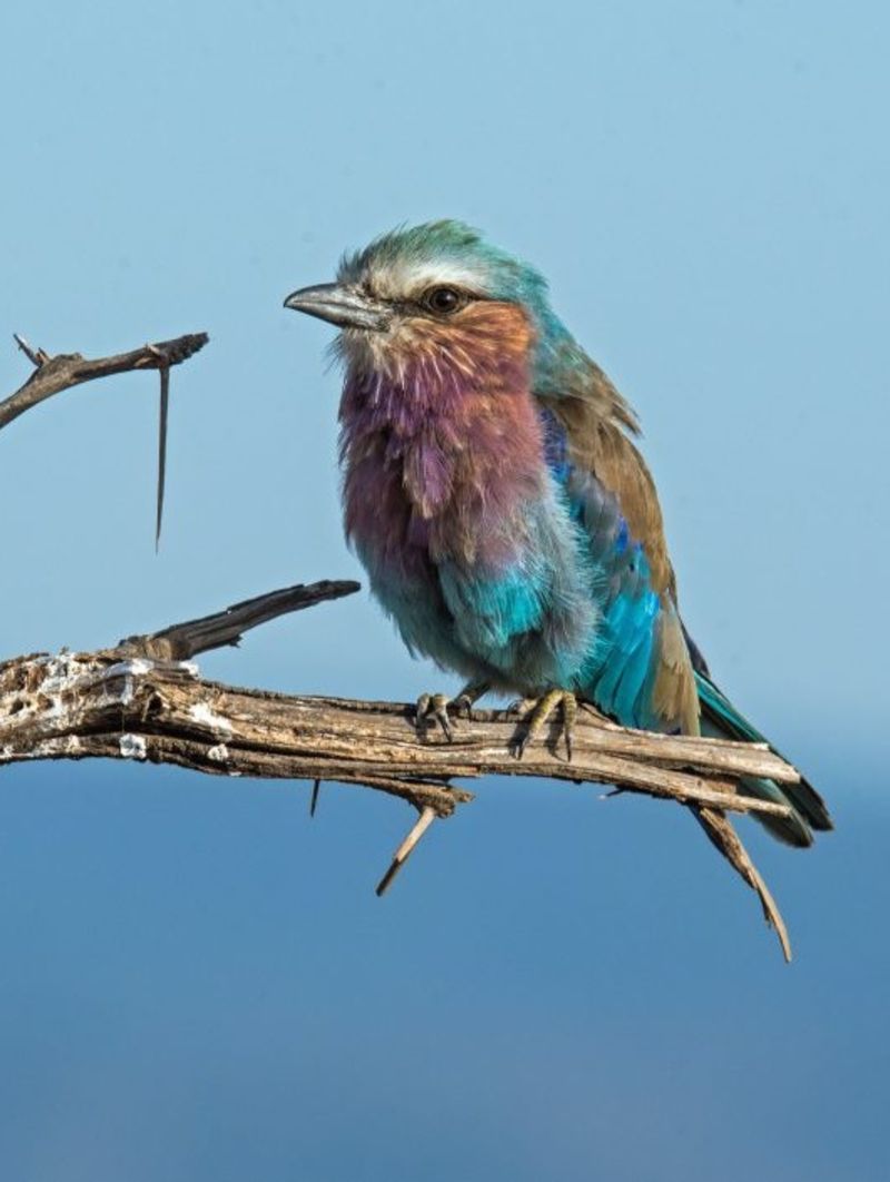 lilac-breasted roller bird African safari