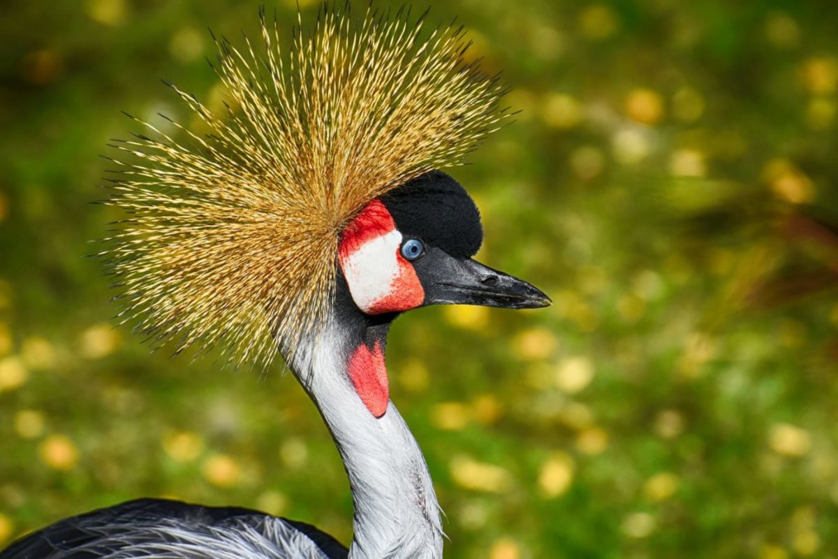grey crowned crane, close up