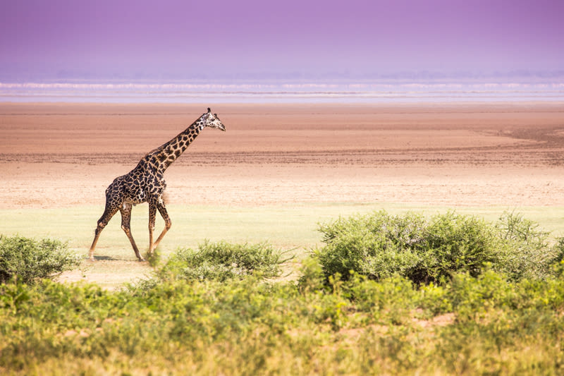 giraffe walking along plain in Lake Manyara National Park, Best time to visit Tanzania