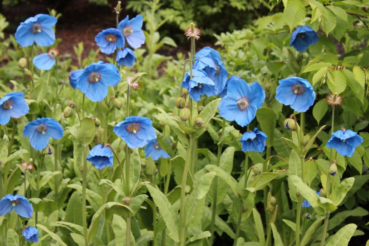 Himalayan blue poppies / poppy
