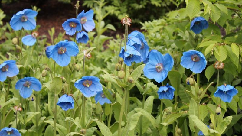 Himalayan blue poppies / poppy
