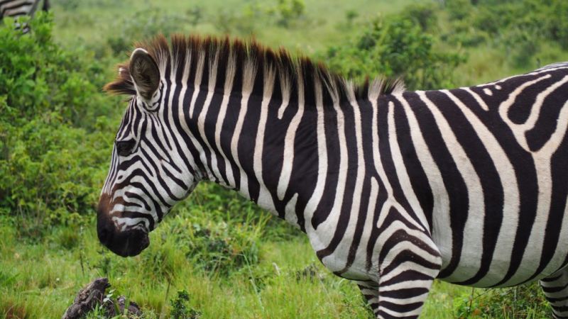 Zebra in Lake Mburo National Park Uganda