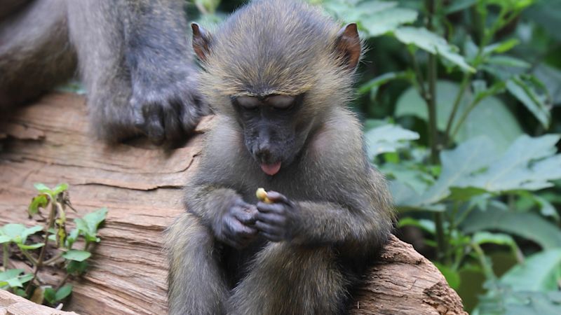Ours. Infant olive baboon, Kibale Forest, Uganda