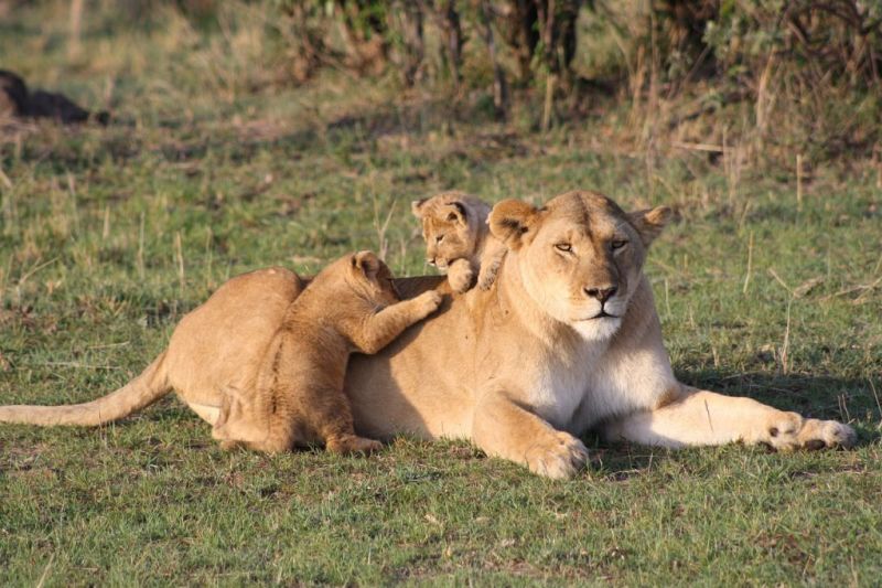 Lioness and two cubs on grass