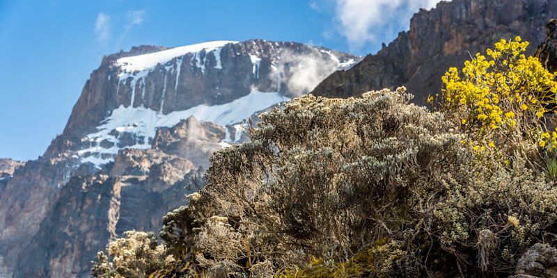 View of Uhuru Peak with moorland vegetation in the foreground