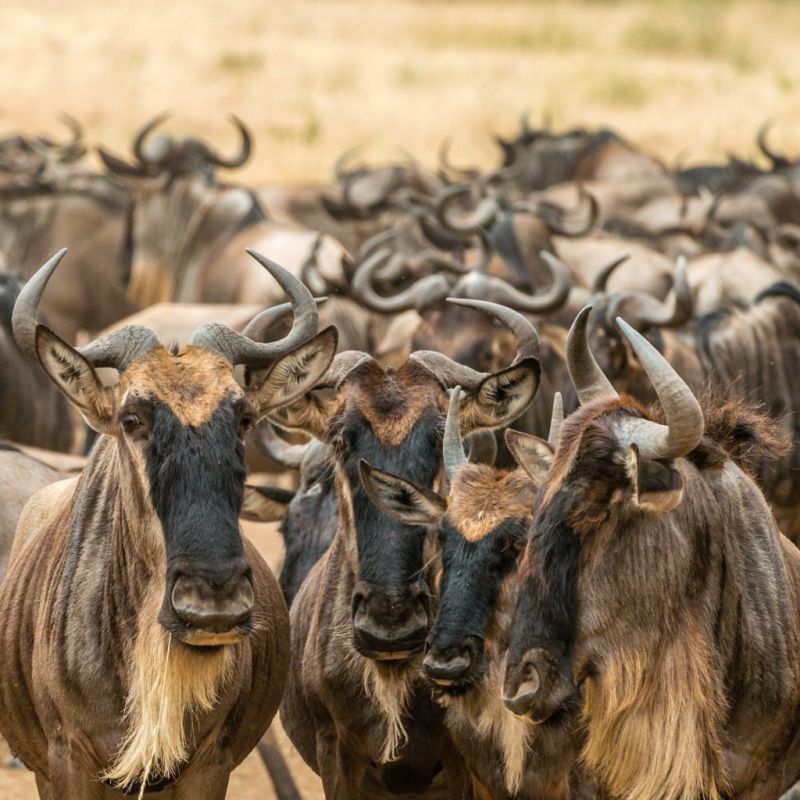 Wildebeests herd