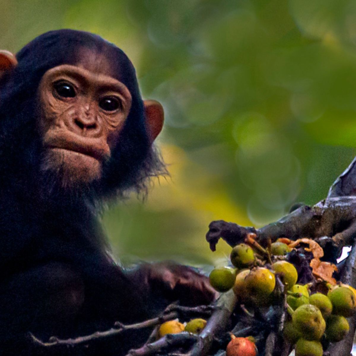Ours. Infant chimpanzee Kibale Forest Uganda
