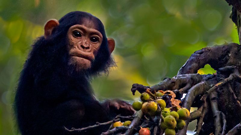 Ours. Infant chimpanzee Kibale Forest Uganda