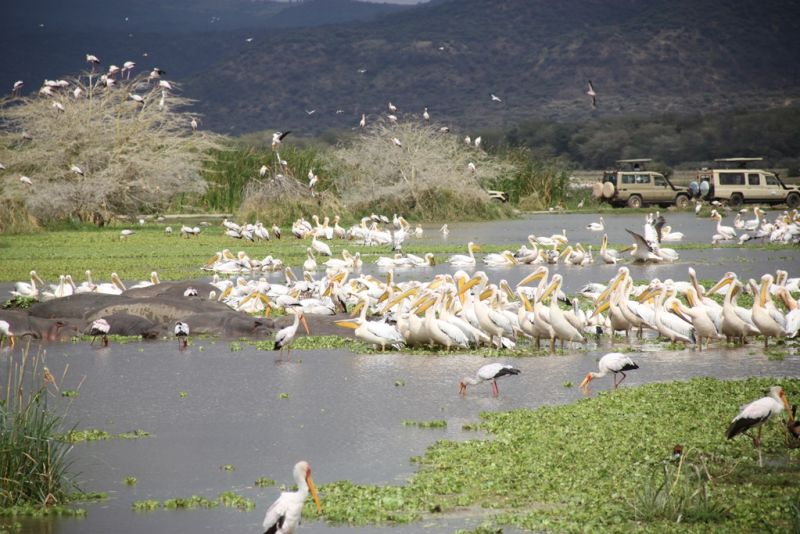 pelicans water Lake Manyara, why we love Lake Manyara National Park