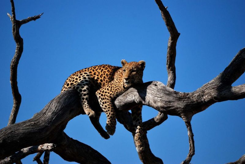 Leopard-in-Okavango-Delta-1024x686.jpg