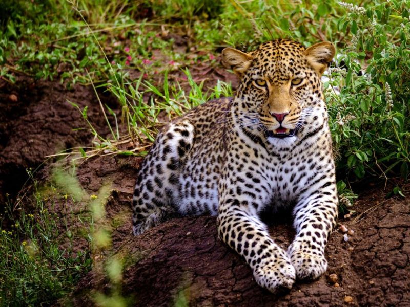 Leopard, Tanzania safety