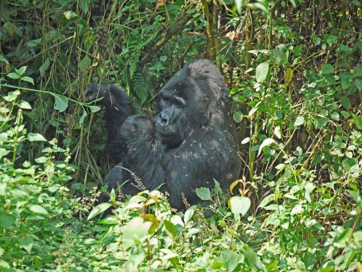 Mountain gorilla and insects