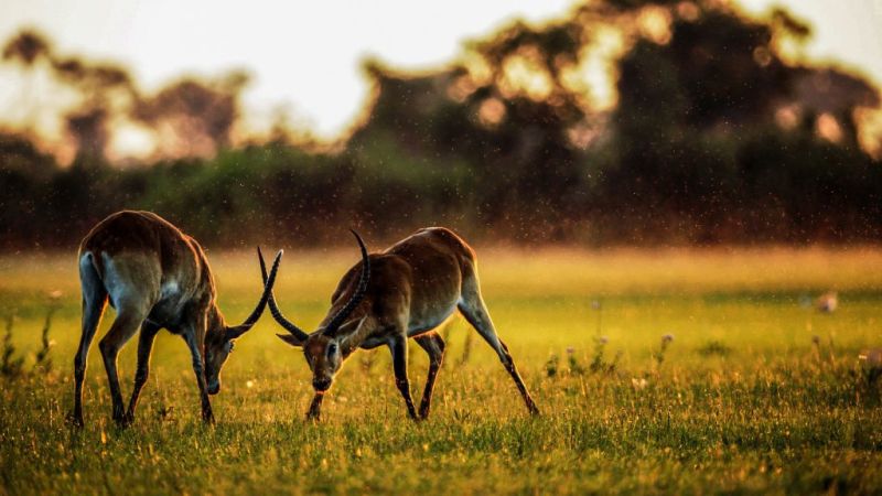 Two bucks sparring in a sunset landcape, safari safety