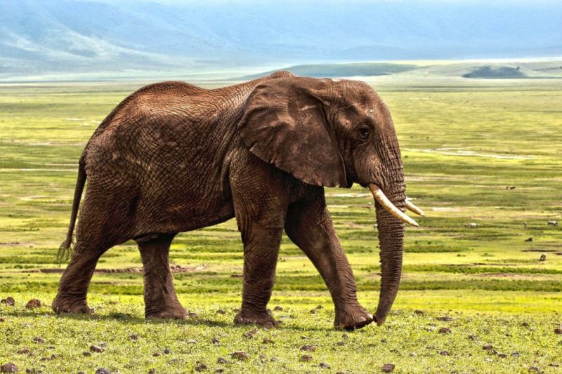 An elephant walking in Tanzania's Ngorongoro Crater