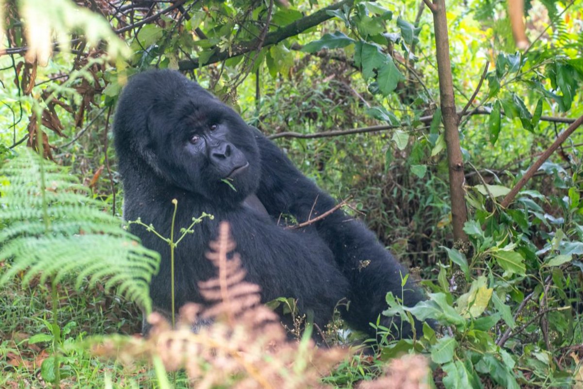 A seated mountain gorilla chewing on grass