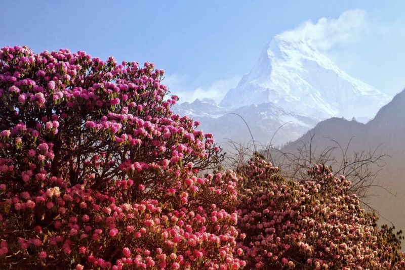 Himalayas and rhododendrons, Annapurnna Circuit vs Everest Base Camp trek