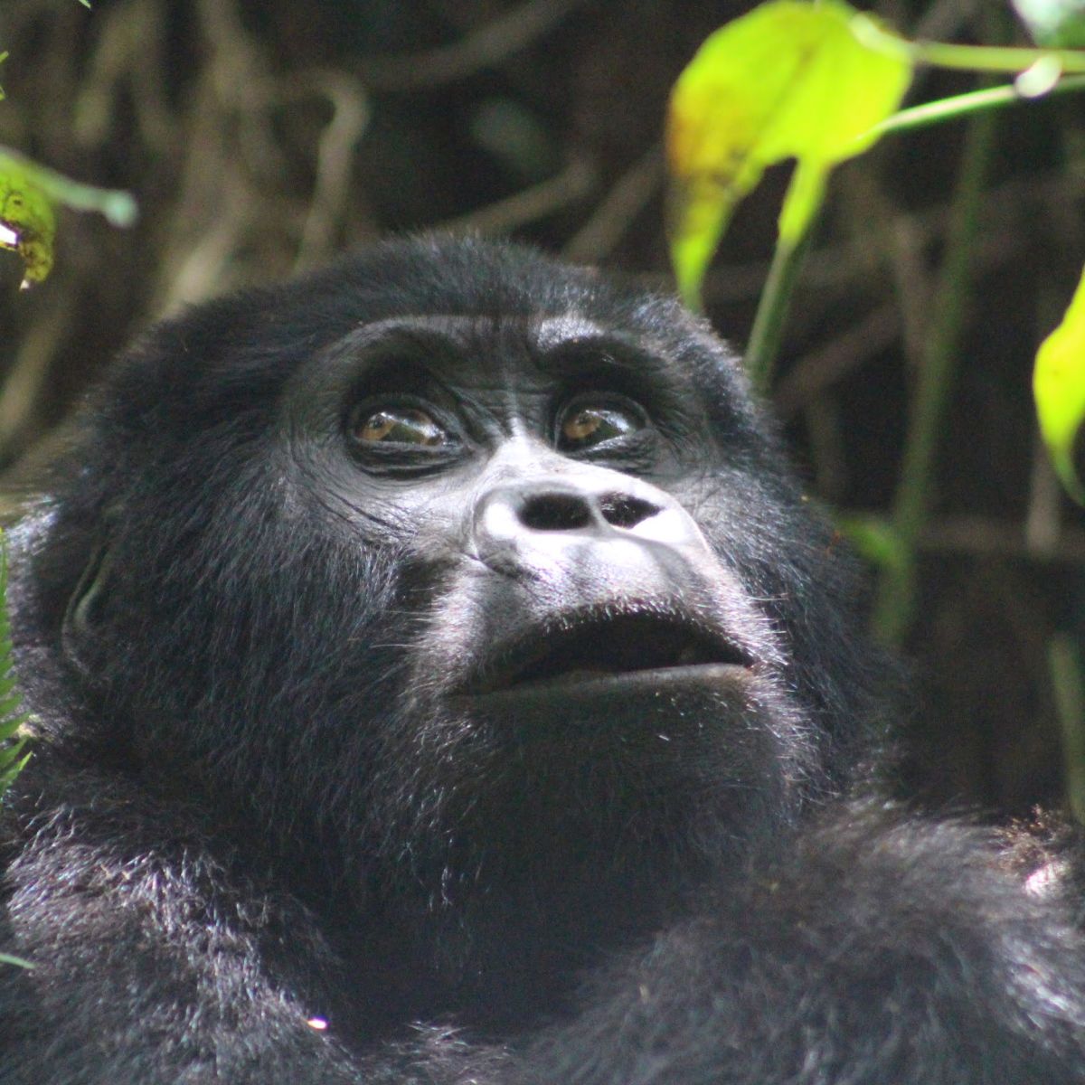 Seraina close up of gorilla