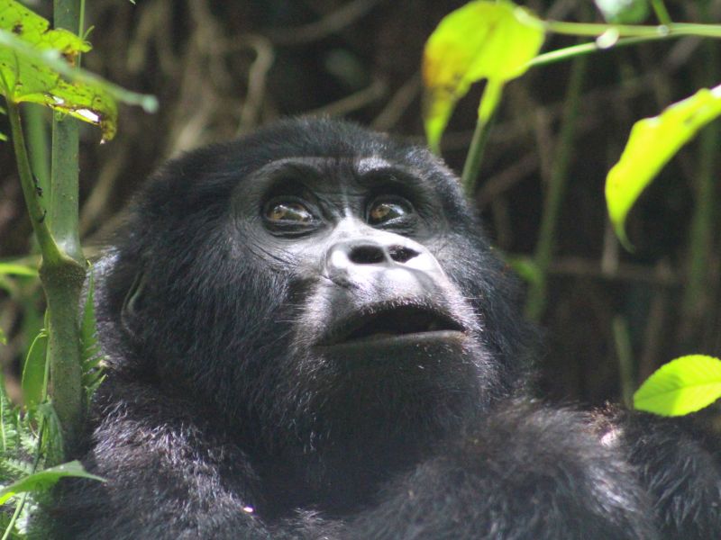 Seraina close up of gorilla