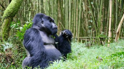 Gorilla trekking in Uganda