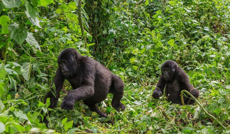Two young gorillas playing