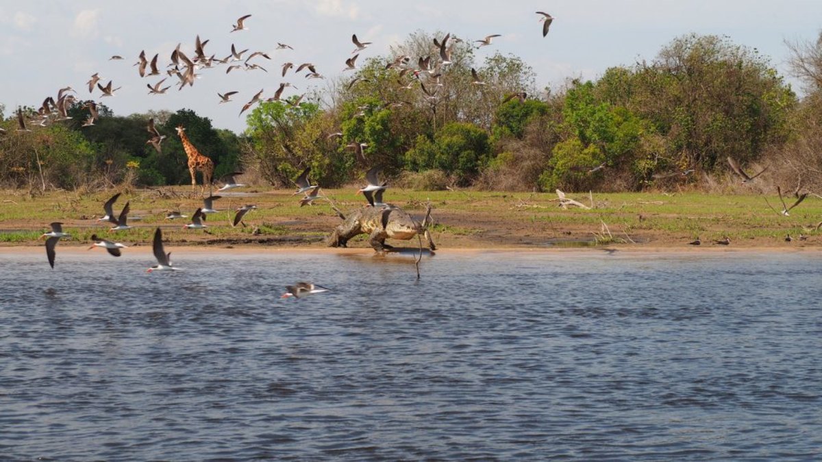 Giraffe and Nile croc, Murchison Falls National Park, view from boat